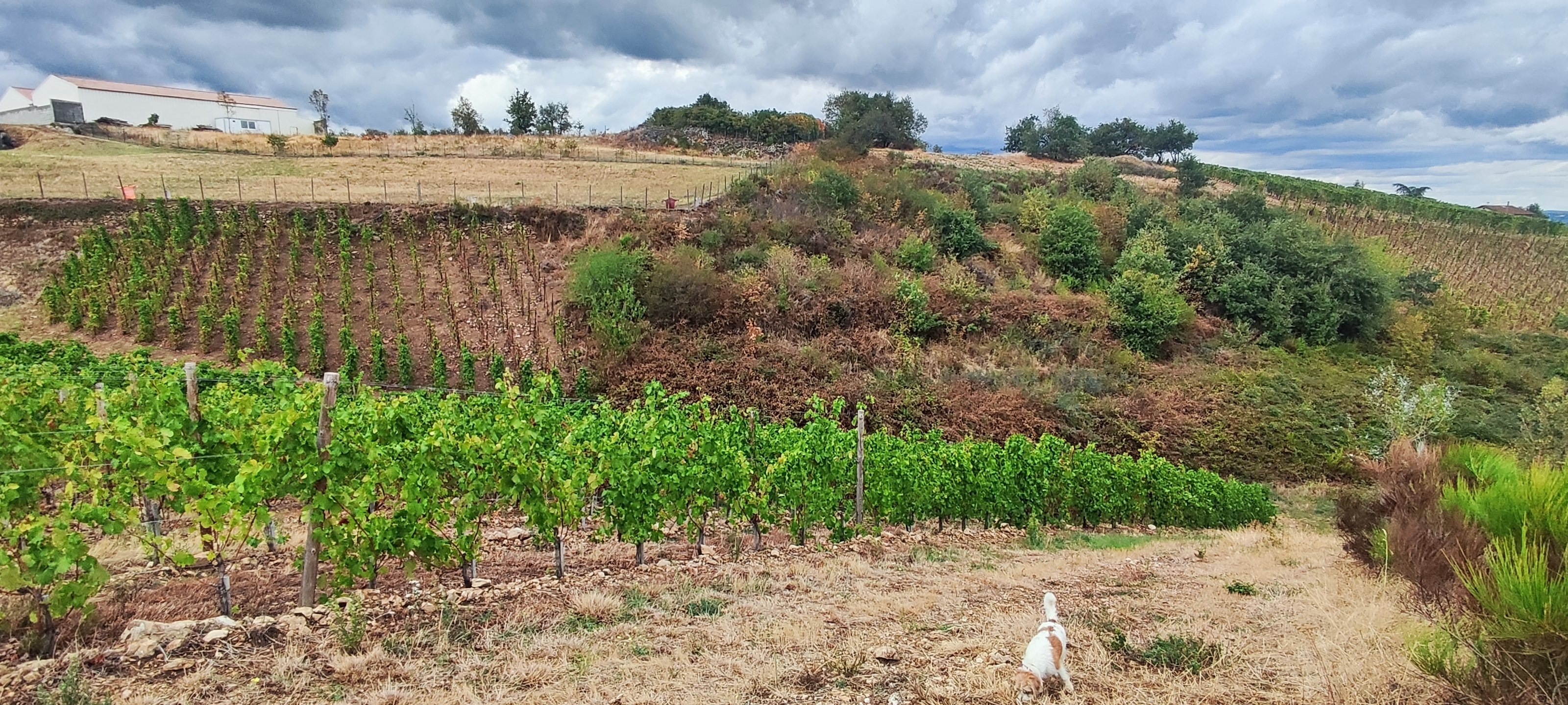 Restauration du cours d'eau de la Bigande et d'une zone humide associée